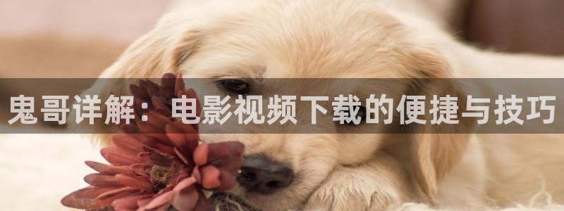 神马电影不：鬼哥详解：电影视频下载的便捷与技巧